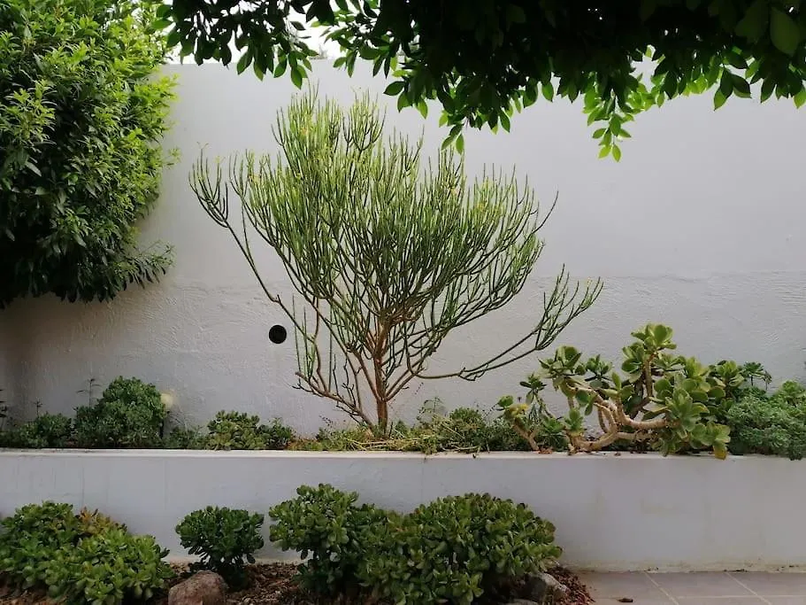 Casa Jardin. Vivienda Rural En Zona Tranquila. Villa Lucainena de las Torres Holiday home